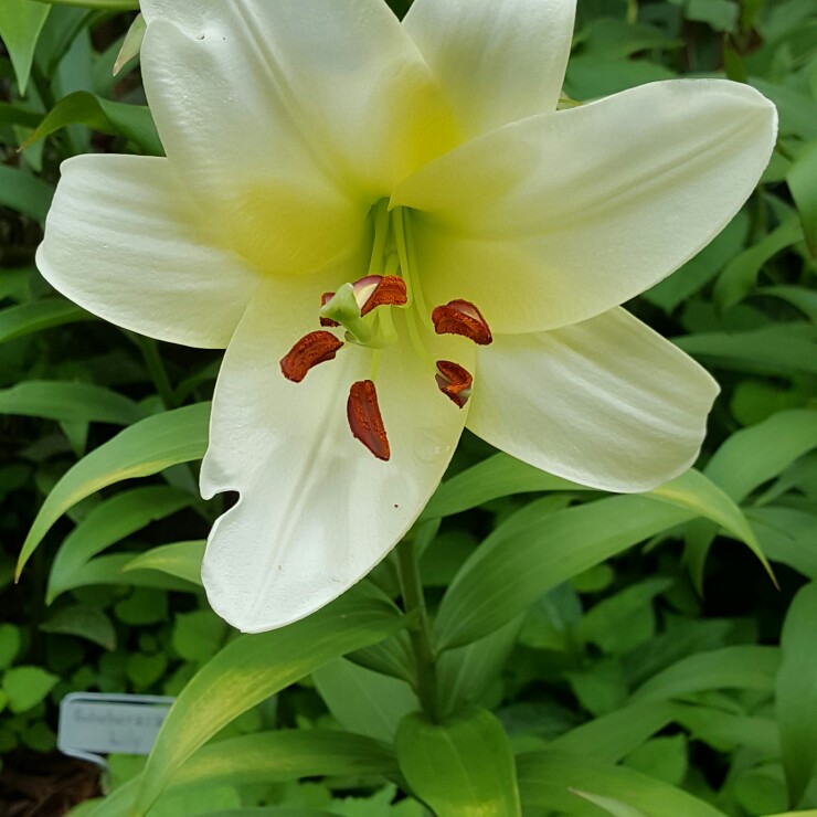 Lilium High Tea syn. Lilium Garden Affair, Lilium Garden Affaire in the GardenTags plant encyclopedia Lily High Tea (Other) in the GardenTags plant encyclopedia