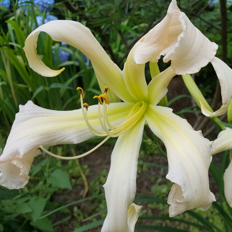 Hemerocallis Lillians Vapour Trail in the GardenTags plant encyclopedia Daylily Lillians Vapour Trail in the GardenTags plant encyclopedia