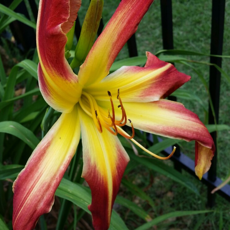 Daylily Thin Man in the GardenTags plant encyclopedia