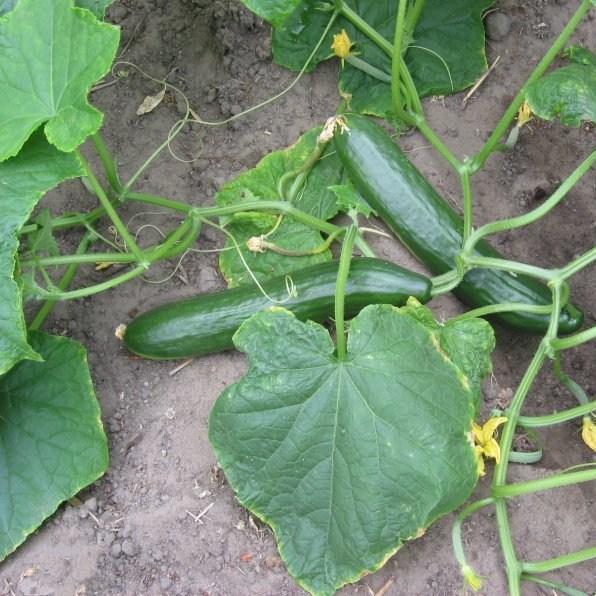 Cucumis sativus Burpless in the GardenTags plant encyclopedia Cucumber Burpless in the GardenTags plant encyclopedia