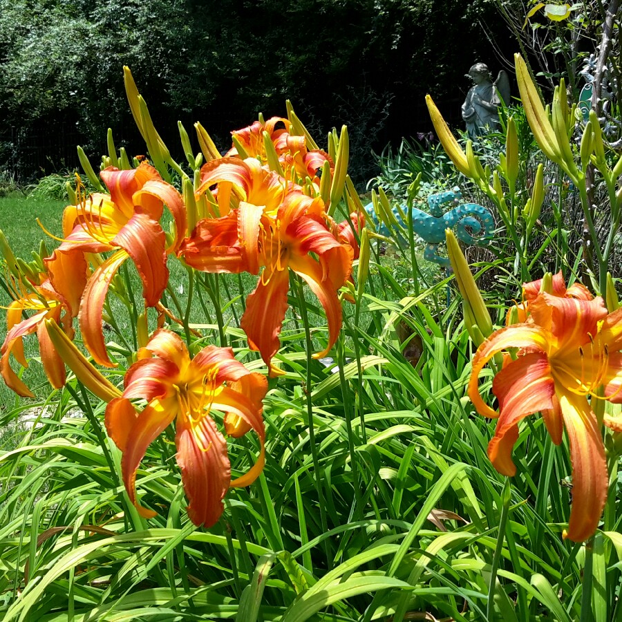 Hemerocallis Chesapeake Crablegs in the GardenTags plant encyclopedia Daylily Chesapeake Crablegs in the GardenTags plant encyclopedia