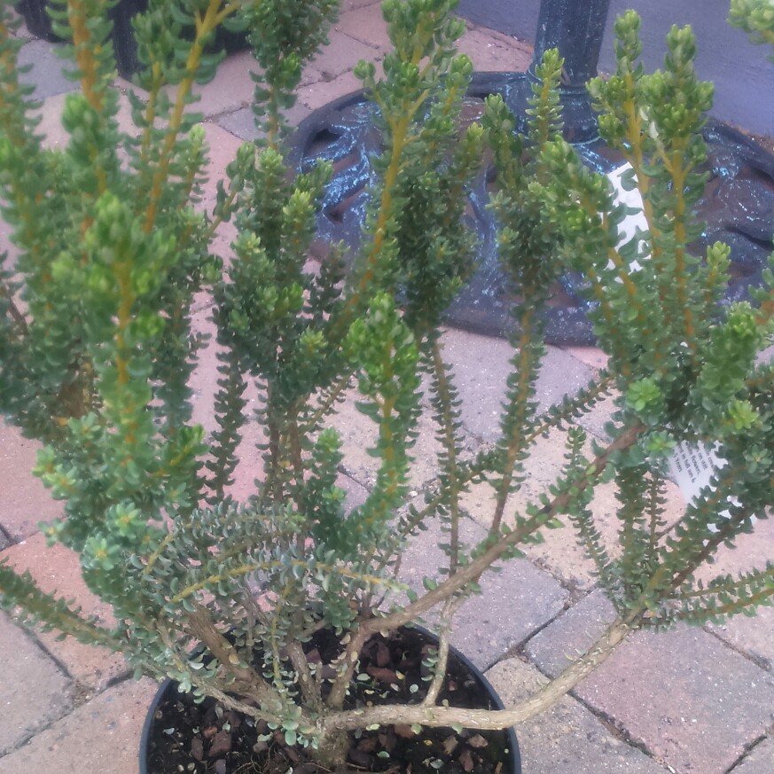 Olearia Nummularifolia in the GardenTags plant encyclopedia Daisy Bush in the GardenTags plant encyclopedia