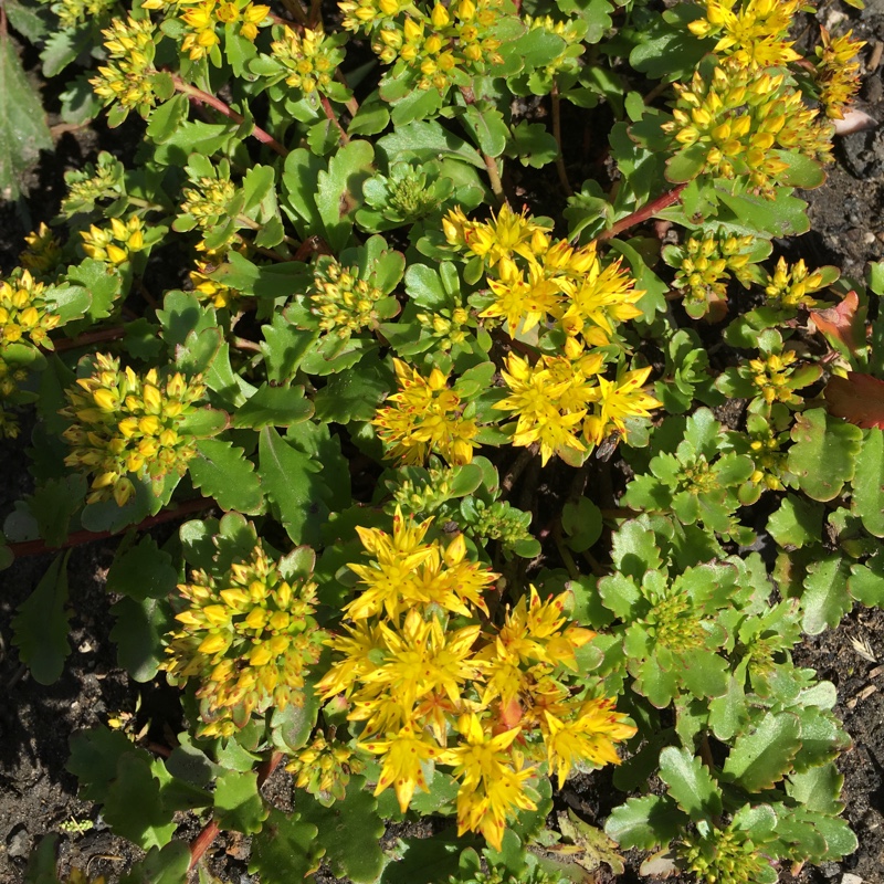 Sedum Immergrun in the GardenTags plant encyclopedia Stonecrop Immergrun in the GardenTags plant encyclopedia