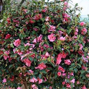 Camellia Barbara Clark in the GardenTags plant encyclopedia Camellia Barbara Clark in the GardenTags plant encyclopedia