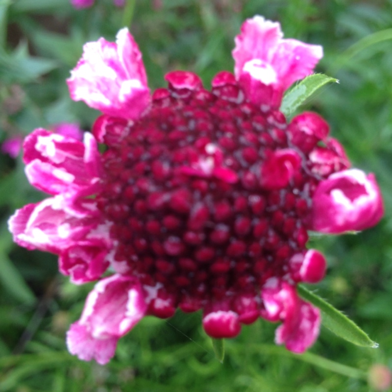Scabiosa Dessert Series Blackberry Fool in the GardenTags plant encyclopedia Scabious Blackberry Fool in the GardenTags plant encyclopedia