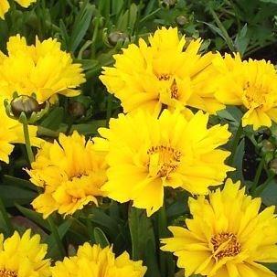 Coreopsis grandiflora Illico in the GardenTags plant encyclopedia Tickseed Illico in the GardenTags plant encyclopedia