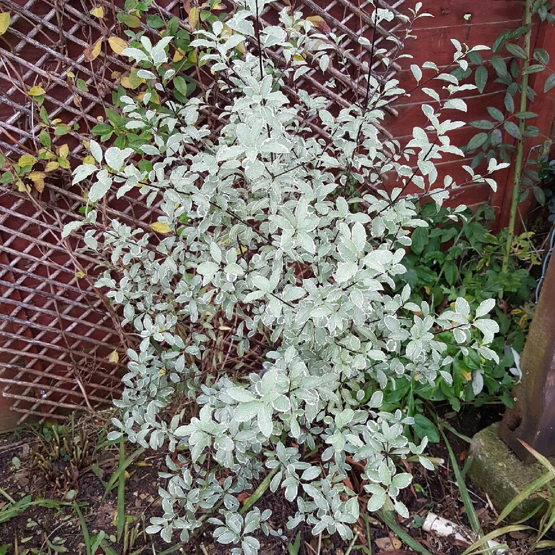 New Zealand Pittosporum Variegatum in the GardenTags plant encyclopedia