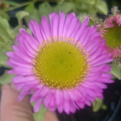 Erigeron glaucus Sea Breeze in the GardenTags plant encyclopedia Erigeron Sea Breeze in the GardenTags plant encyclopedia