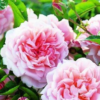 Rosa Ausbonny syn. Rosa Wildeve in the GardenTags plant encyclopedia Rose Wildeve (Shrub) in the GardenTags plant encyclopedia
