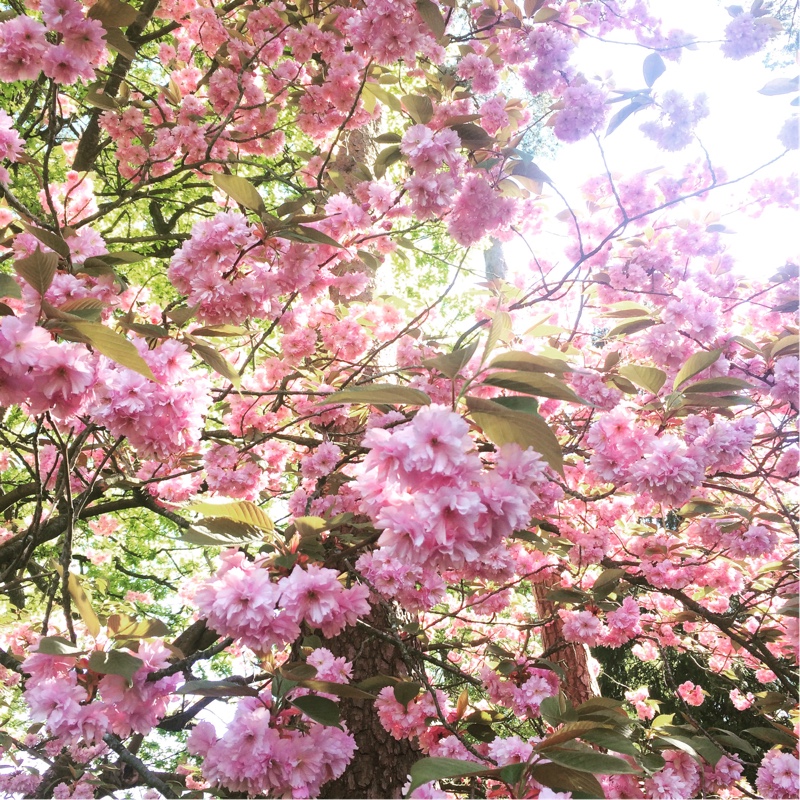 Prunus Kanzan in the GardenTags plant encyclopedia Cherry Kanzan in the GardenTags plant encyclopedia