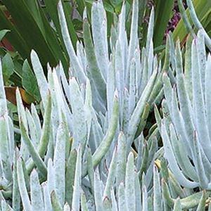 Cotyledon Orbiculata var. Oblongata in the GardenTags plant encyclopedia Cotyledon Orbiculata Green Fingers in the GardenTags plant encyclopedia