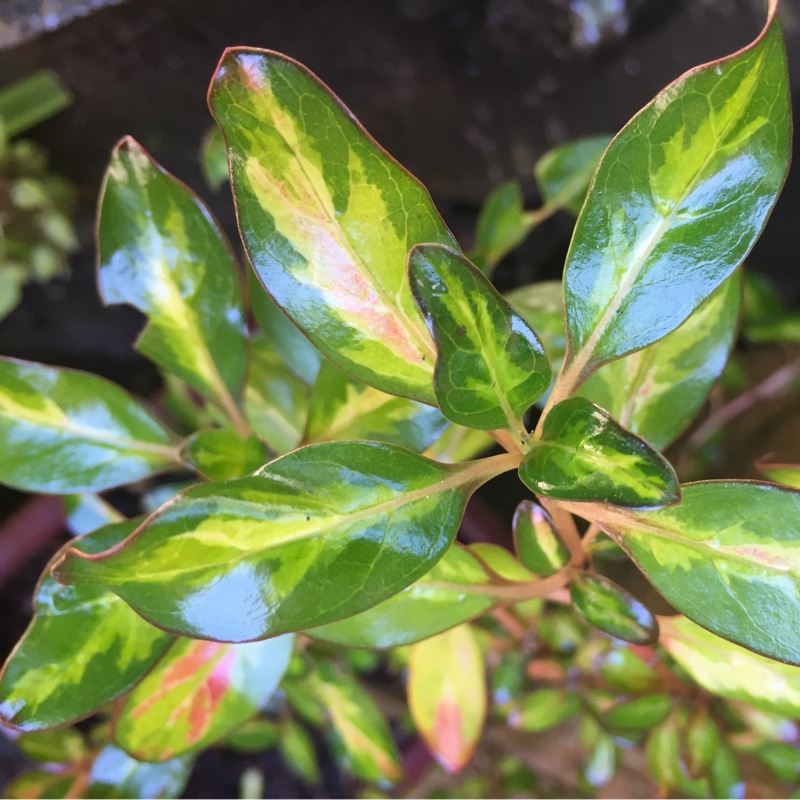 Coprosma repens Evening Star in the GardenTags plant encyclopedia Coprosma Evening Star in the GardenTags plant encyclopedia