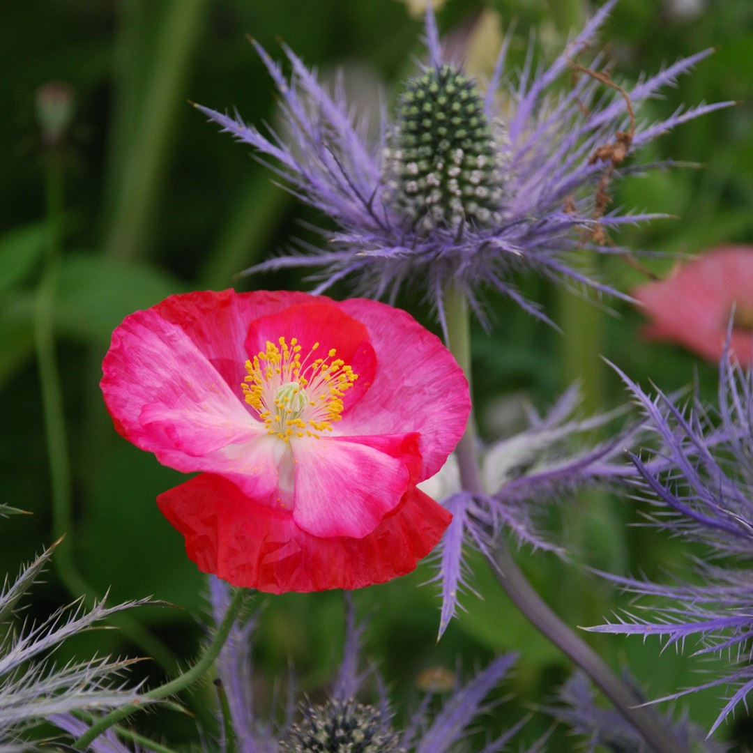 Papaver Poppy Love in the GardenTags plant encyclopedia Poppy Poppy Love in the GardenTags plant encyclopedia