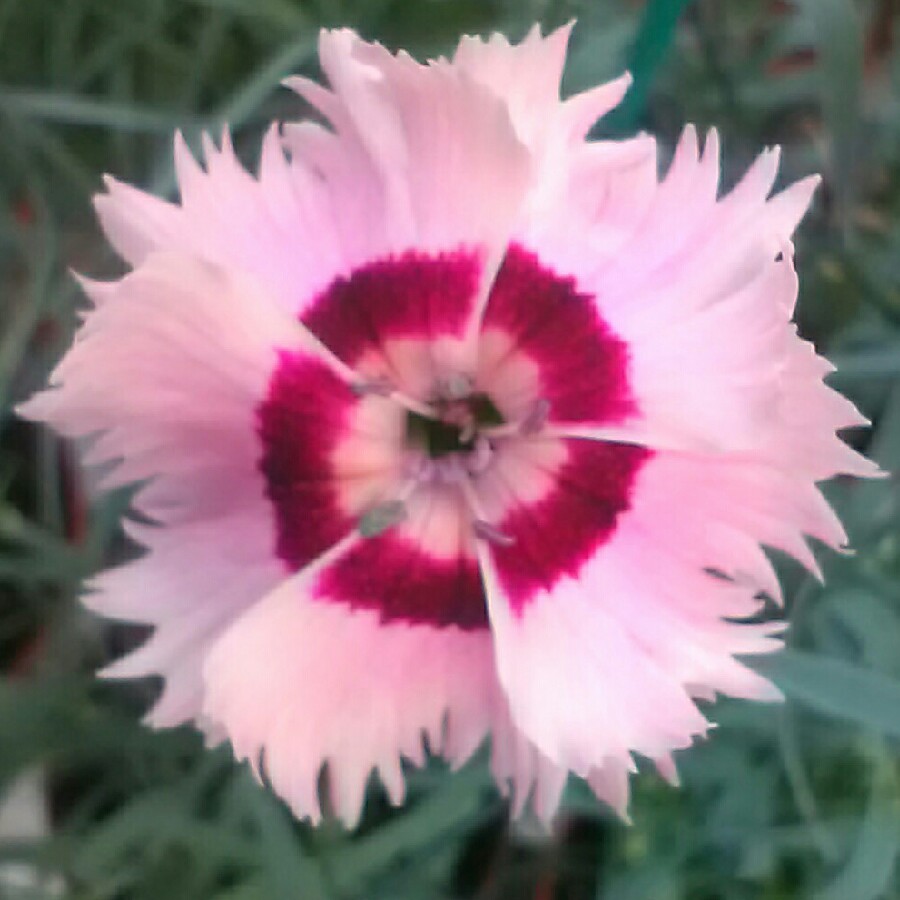 Dianthus Cherry Daiquiri in the GardenTags plant encyclopedia Pink Cherry Daiquiri in the GardenTags plant encyclopedia
