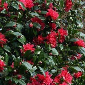 Camellia japonica Mark Alan in the GardenTags plant encyclopedia Camellia Mark Alan in the GardenTags plant encyclopedia