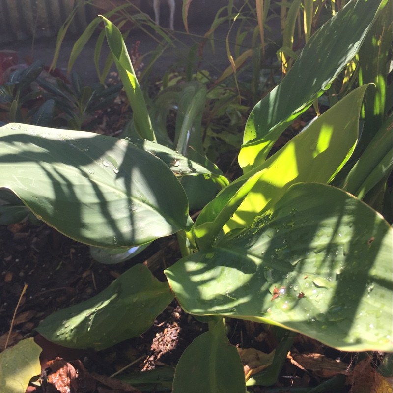 Canna Cannova Yellow (Cannova Series) in the GardenTags plant encyclopedia Canna Cannova Yellow in the GardenTags plant encyclopedia