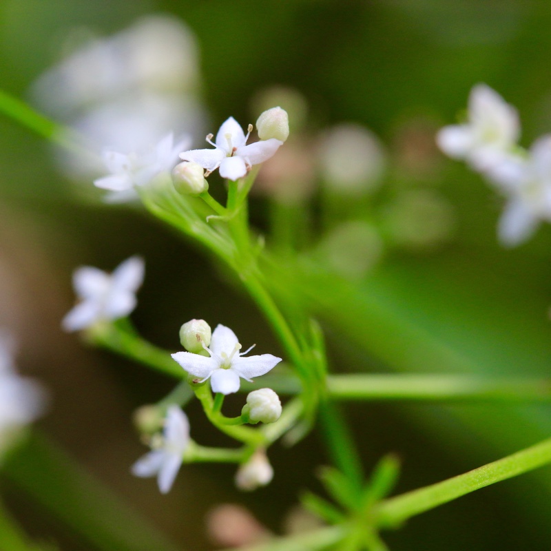 Galium saxatile in the GardenTags plant encyclopedia Heath Bedstraw in the GardenTags plant encyclopedia