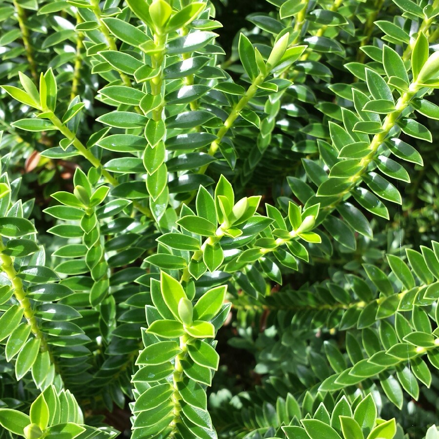 Hebe odora New Zealand Gold in the GardenTags plant encyclopedia Shrubby Veronica New Zealand Gold in the GardenTags plant encyclopedia