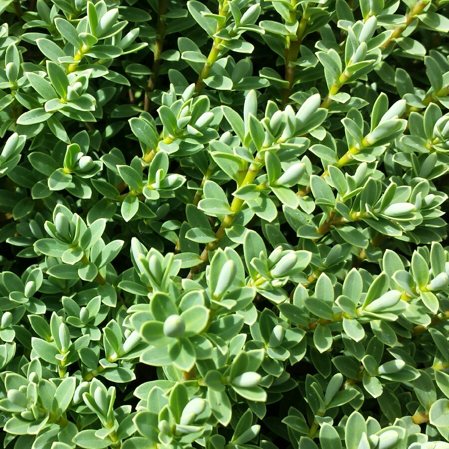 Hebe topiaria in the GardenTags plant encyclopedia Topiarists Hebe in the GardenTags plant encyclopedia