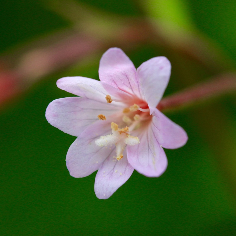 Epilobium montanum in the GardenTags plant encyclopedia Broad-leaved Willowherb in the GardenTags plant encyclopedia