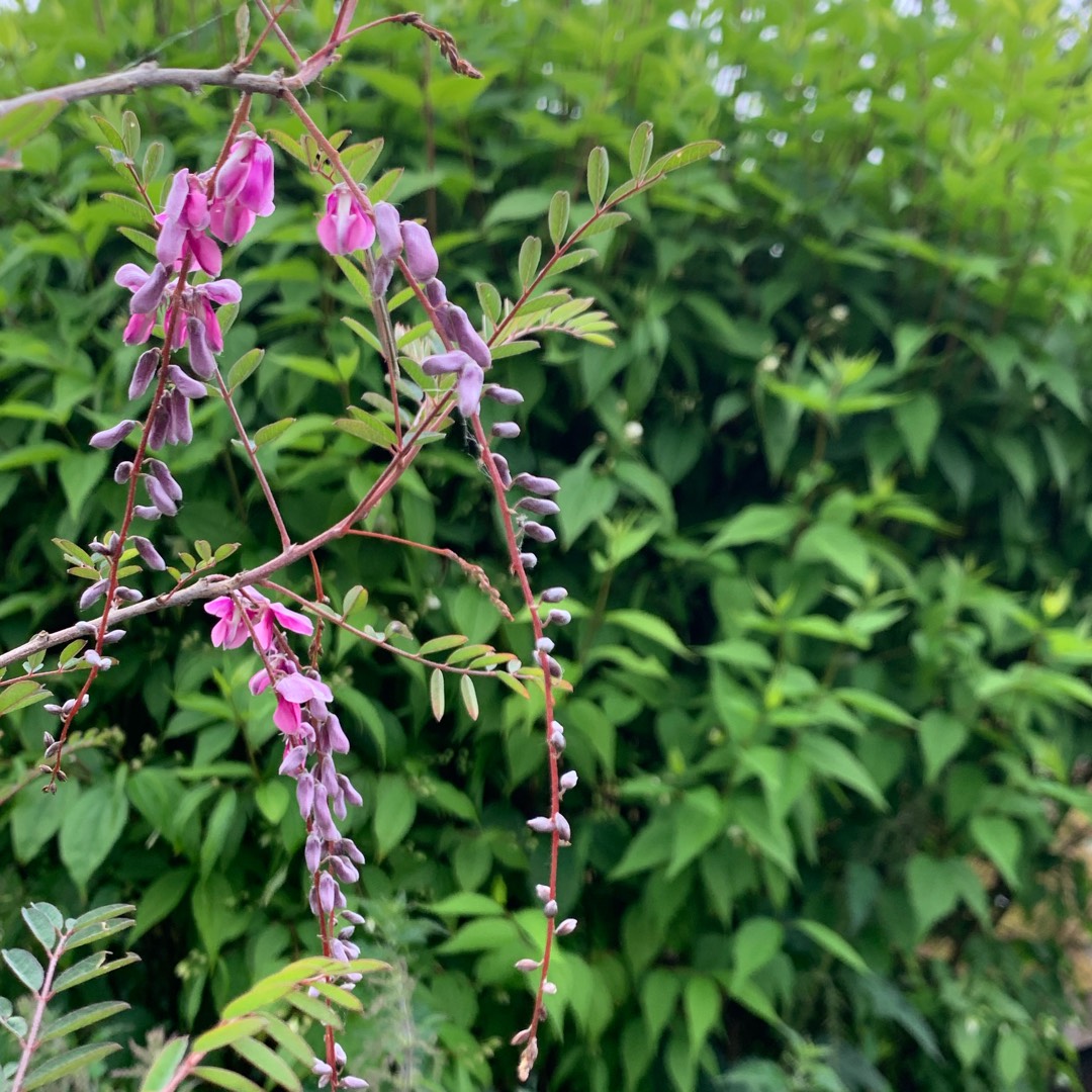 Indigofera pendula in the GardenTags plant encyclopedia Weeping Indigo in the GardenTags plant encyclopedia