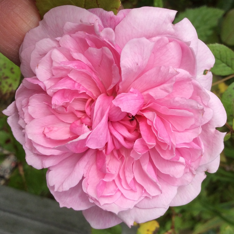 Rosa Sister Elizabeth in the GardenTags plant encyclopedia Rose Sister Elizabeth in the GardenTags plant encyclopedia