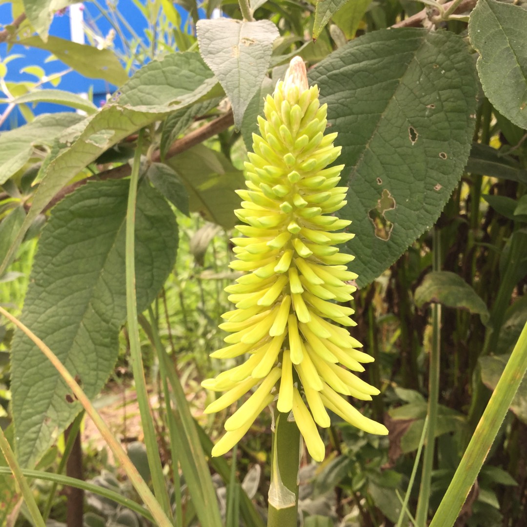 Kniphofia Green Jade in the GardenTags plant encyclopedia Red Hot Poker Green Jade in the GardenTags plant encyclopedia
