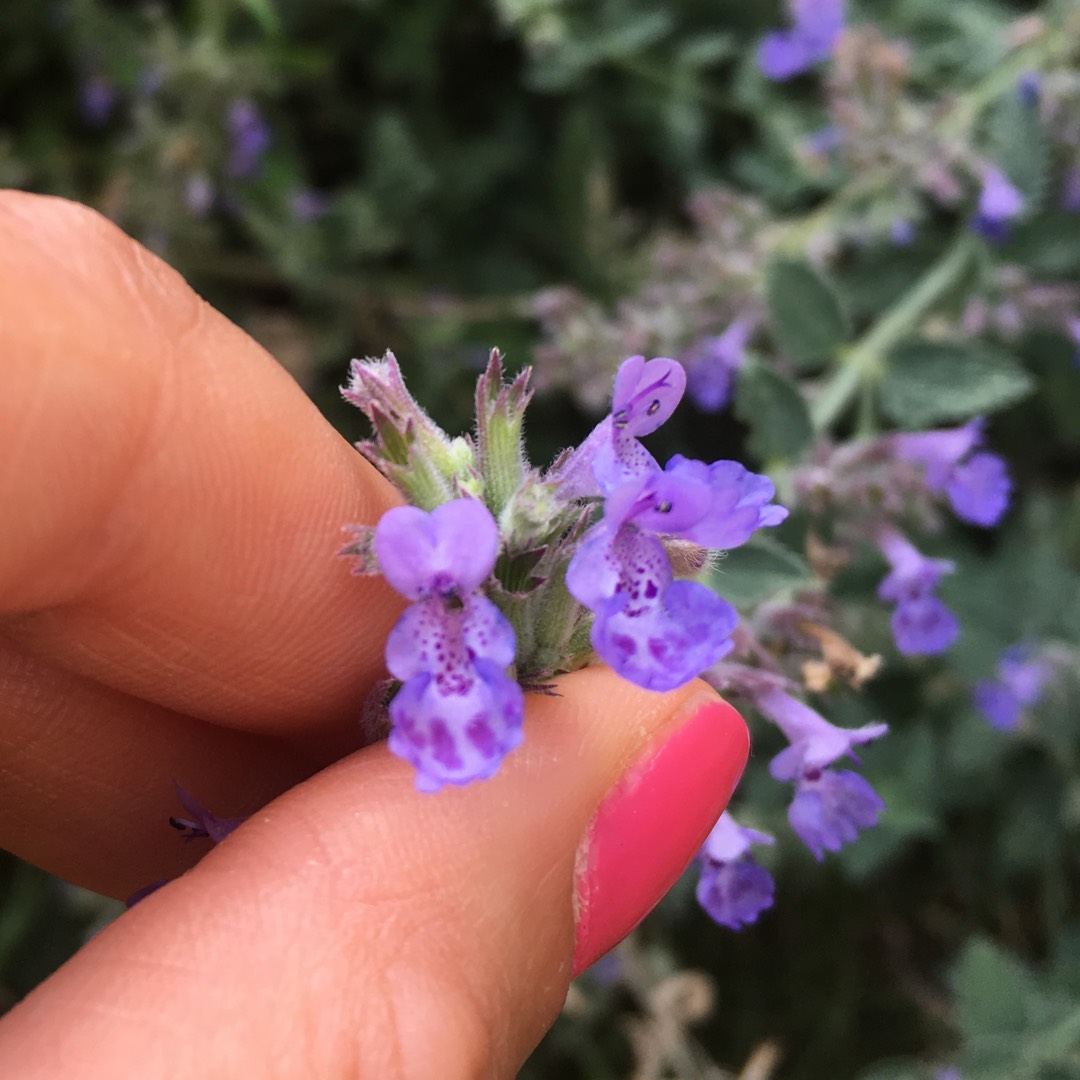 Catmint in the GardenTags plant encyclopedia