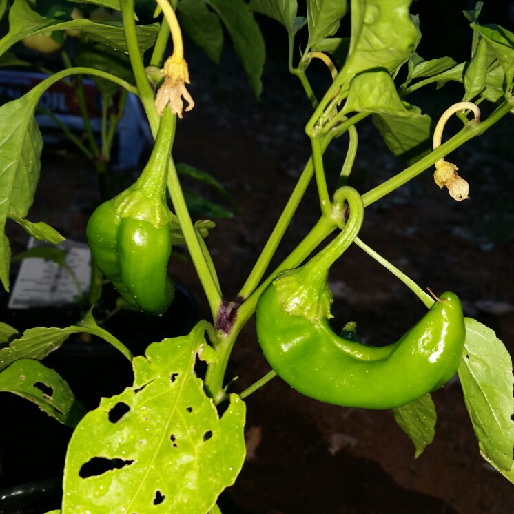 Capsicum Annuum Ortega in the GardenTags plant encyclopedia Chilli Pepper Ortega in the GardenTags plant encyclopedia