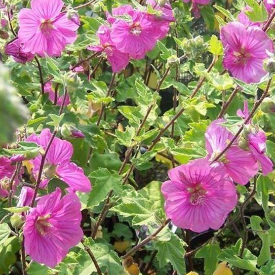 Lavatera x clementii Burgundy Wine in the GardenTags plant encyclopedia Tree Mallow Burgundy Wine in the GardenTags plant encyclopedia