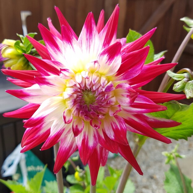 Dahlia Sorbet in the GardenTags plant encyclopedia Dahlia Sorbet in the GardenTags plant encyclopedia
