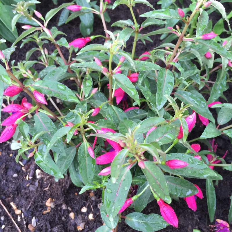 Fuchsia Electric Lights in the GardenTags plant encyclopedia