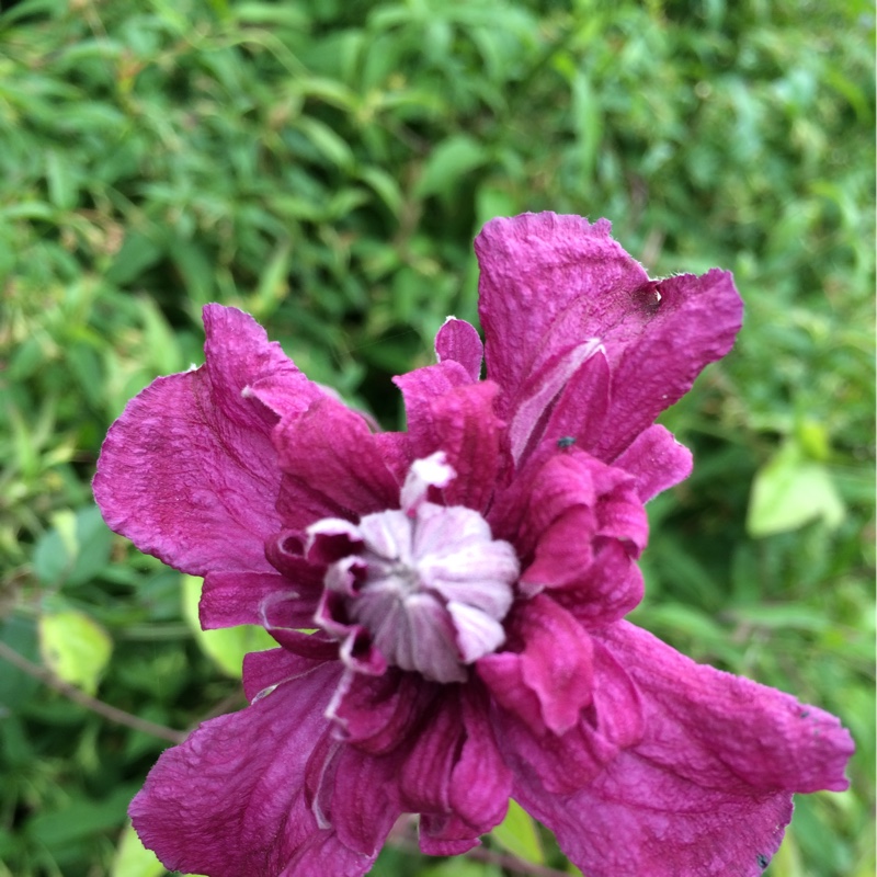 Clematis purpurea Plenas Elegans in the GardenTags plant encyclopedia Clematis Plenas Elegans in the GardenTags plant encyclopedia