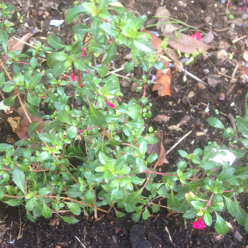 Fuchsia Lottie Hobby in the GardenTags plant encyclopedia Fuchsia Lottie Hobby in the GardenTags plant encyclopedia