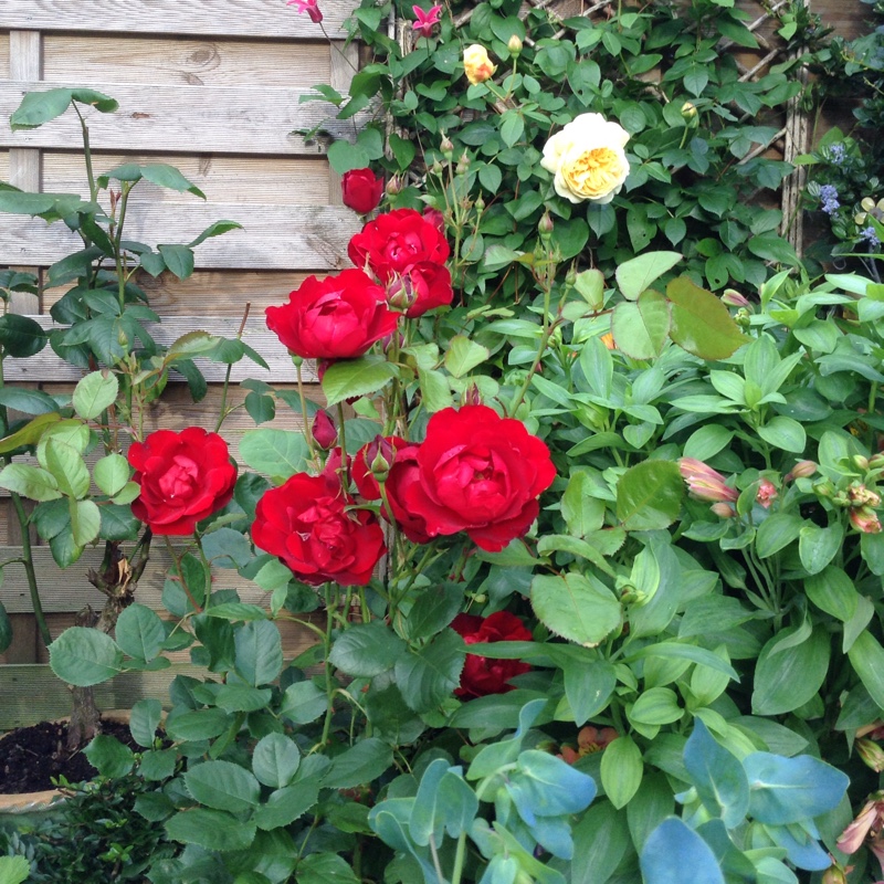 Rosa Korlima syn. Rosa Lilli Marlene in the GardenTags plant encyclopedia Rose Lilli Marlene in the GardenTags plant encyclopedia
