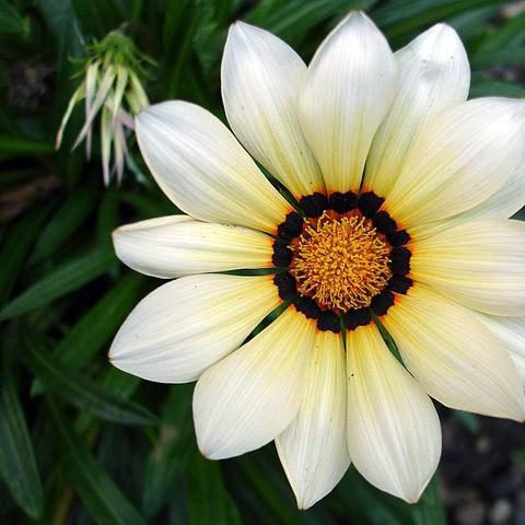 Treasure Flower New Day White in the GardenTags plant encyclopedia