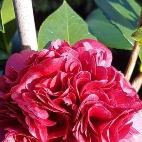 Camellia japonica Takanini in the GardenTags plant encyclopedia Camellia Takanini in the GardenTags plant encyclopedia