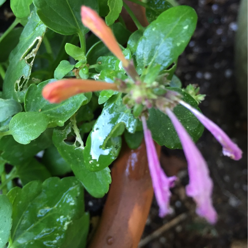 Agastache aurantiaca Arizona Sunset in the GardenTags plant encyclopedia Agastache in the GardenTags plant encyclopedia