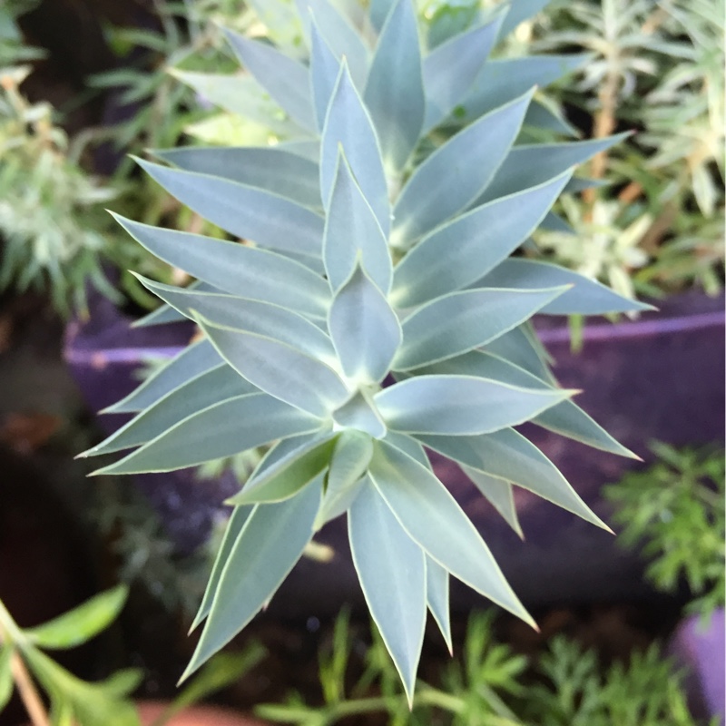 Silver Spurge in the GardenTags plant encyclopedia