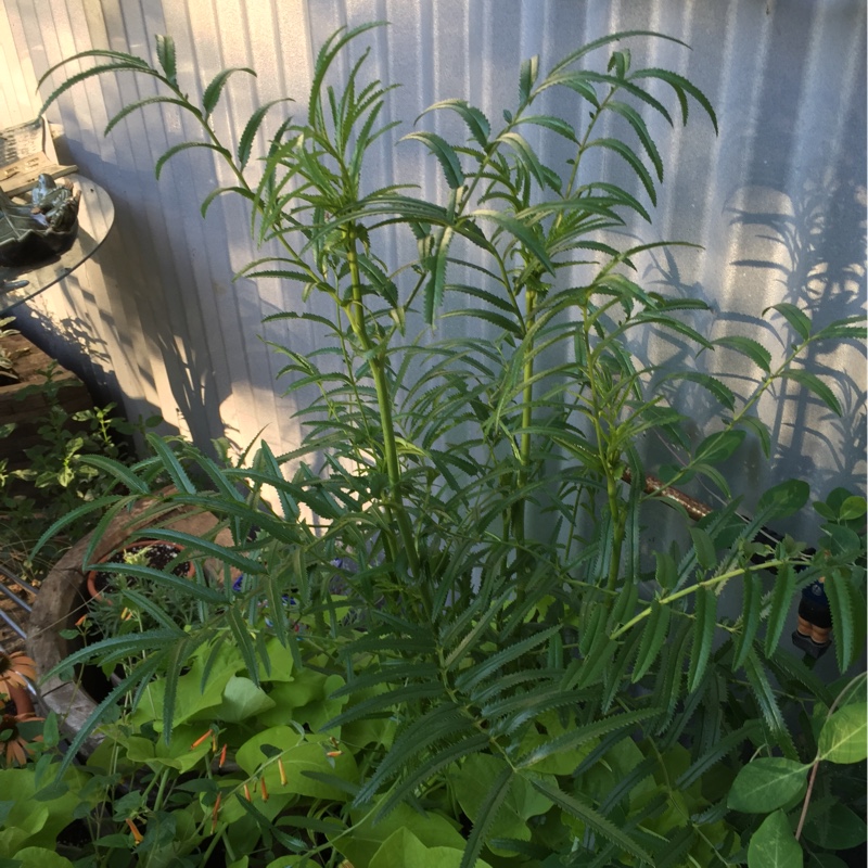 Sanguisorba tenuifolia var. alba Korean Snow; syn. Sanguisorba tenufolia var. alba John Coke in the GardenTags plant encyclopedia Burnet Korean Snow in the GardenTags plant encyclopedia