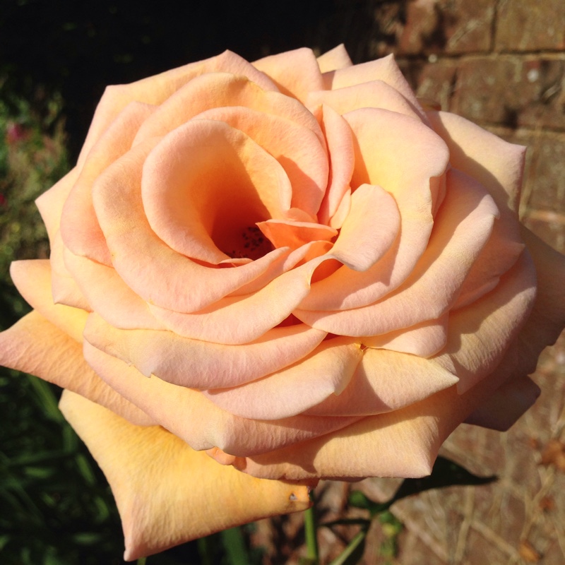 Rosa Infinity in the GardenTags plant encyclopedia Hybrid Tea Rose Infinity in the GardenTags plant encyclopedia