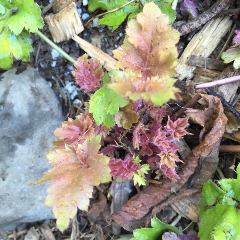 Heuchera villosa Kassandra in the GardenTags plant encyclopedia Alumroot Kassandra in the GardenTags plant encyclopedia