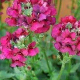 Nemesia fruticans Nesia Dark Magenta in the GardenTags plant encyclopedia Nemesia Nesia Dark Magenta in the GardenTags plant encyclopedia