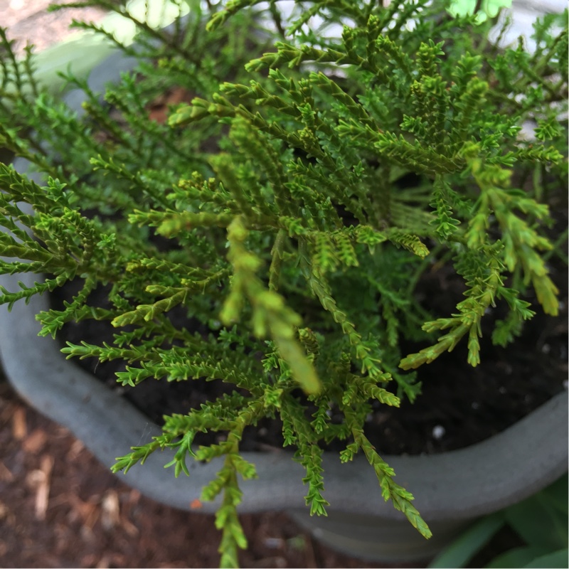 Hebe armstrongii in the GardenTags plant encyclopedia Armstrongs Whipcord Hebe in the GardenTags plant encyclopedia