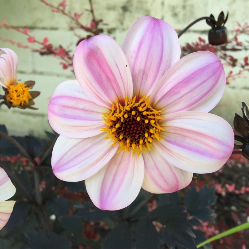 Dahlia Purple Haze in the GardenTags plant encyclopedia Dahlia Purple Haze in the GardenTags plant encyclopedia