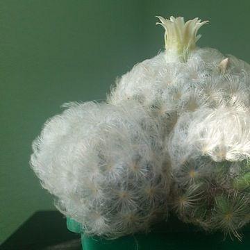 Feather Cactus in the GardenTags plant encyclopedia