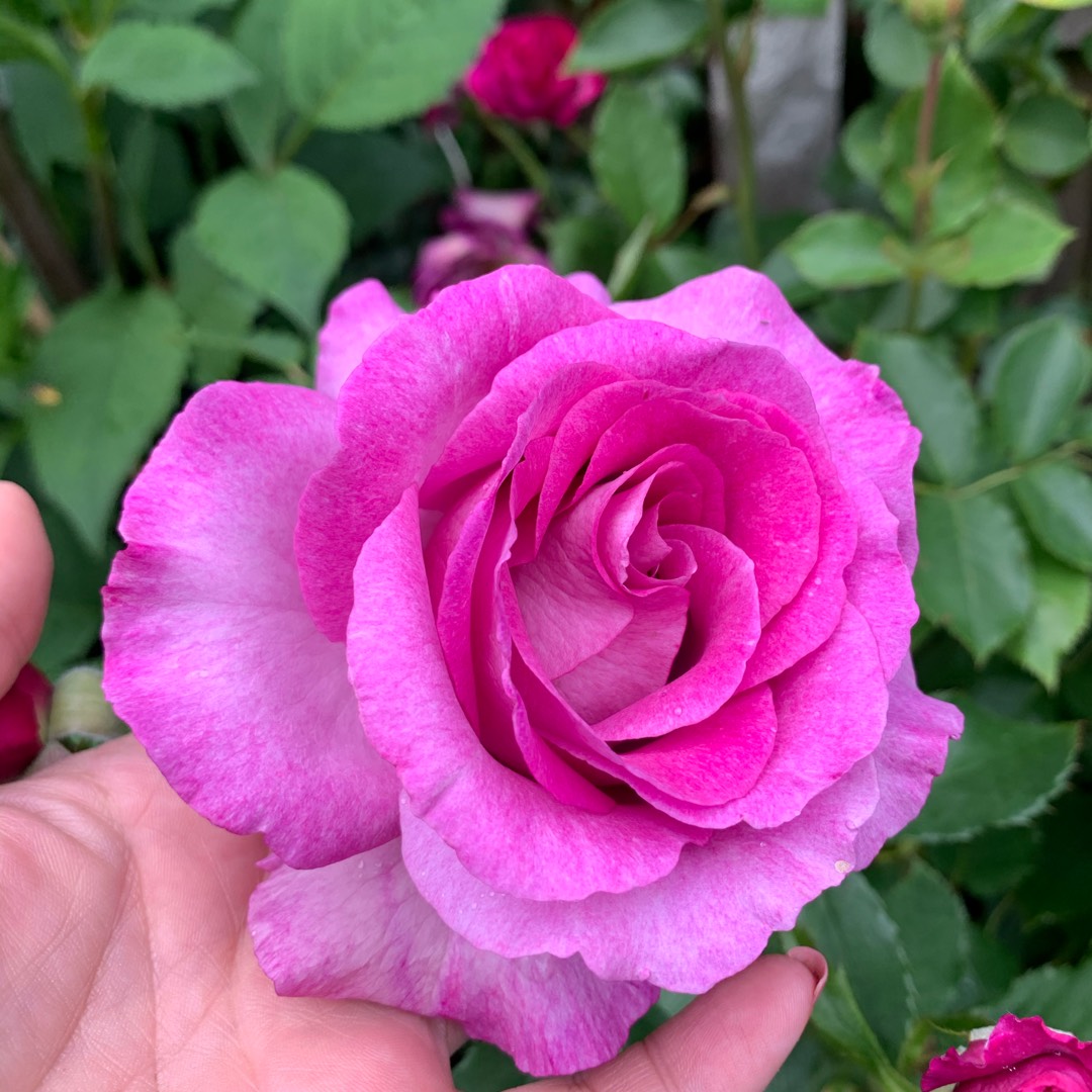 Rosa Waltz Time in the GardenTags plant encyclopedia Rose Waltz Time in the GardenTags plant encyclopedia
