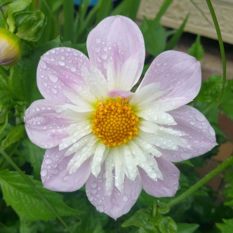 Dahlia Teesbrooke Audrey in the GardenTags plant encyclopedia Dahlia Teesbrooke Audrey (Collerette) in the GardenTags plant encyclopedia