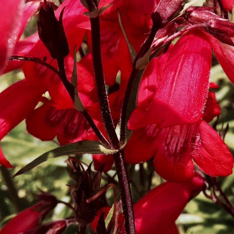 Penstemon phoenix Appleblossom in the GardenTags plant encyclopedia Beardtongue Appleblossom in the GardenTags plant encyclopedia