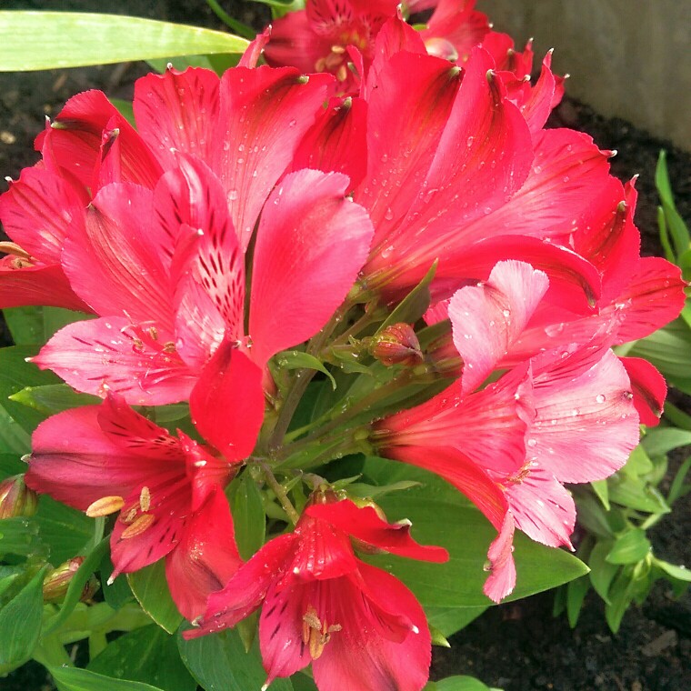 Alstroemeria Koncavito (Inca Series) syn. Alstroemeria Inca Vito in the GardenTags plant encyclopedia Peruvian Lily Inca Vito in the GardenTags plant encyclopedia